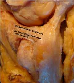 Explicación ligamentos radiocubitales