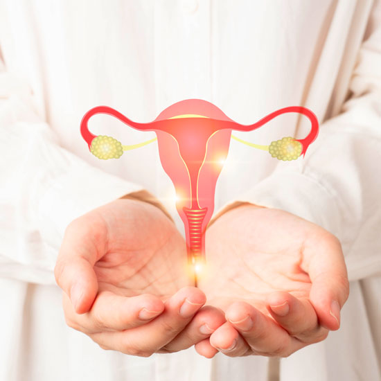 Ilustración del aparato reproductor femenino sostenida con las manos