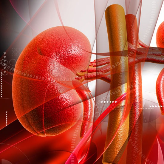 Representación médica de los riñones y el aparato urinario para una página de urología