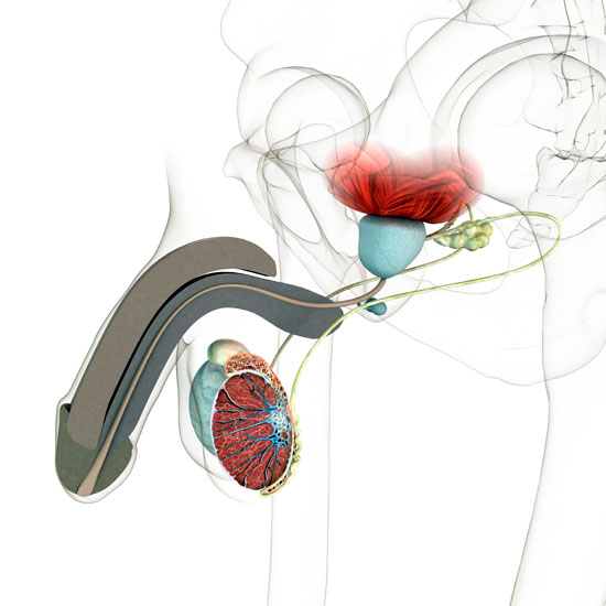 Ilustración anatómica del aparato urinario y reproductor masculino en una página de urología