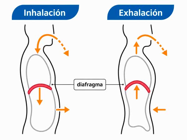 Esquema educativo del movimiento del diafragma al inhalar y exhalar
