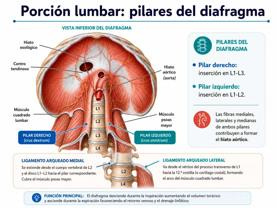 Porción lumbar del diafragma con pilares derecho e izquierdo y ligamentos arqueados