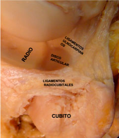 Componentes del Ligamento Fibrocartilago Triangular